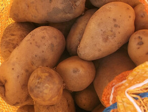 Предприниматель в Приамурье не сжег зараженный вирусом вироида картофель
