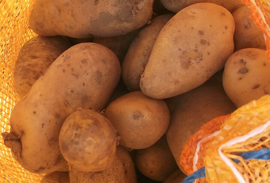 Предприниматель в Приамурье не сжег зараженный вирусом вироида картофель