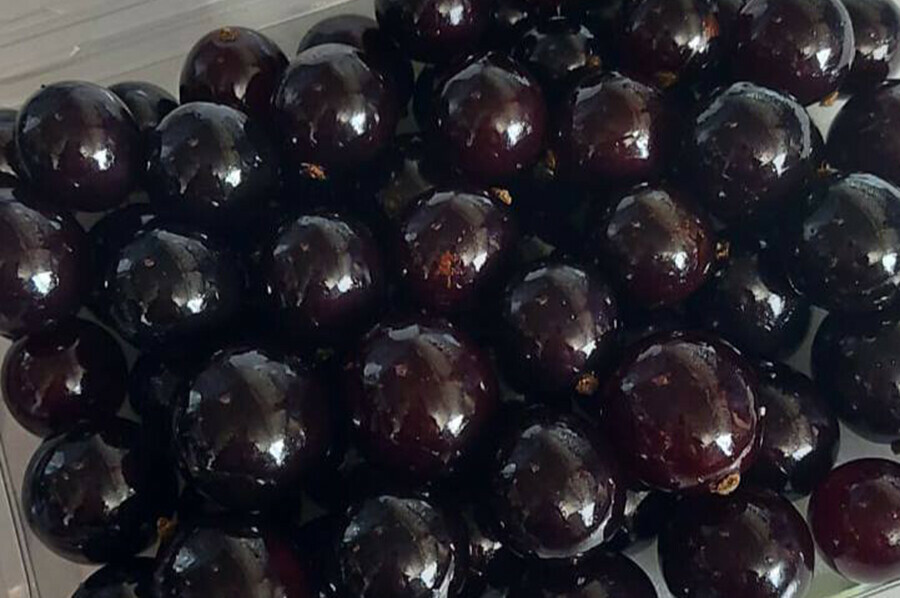 Джаботикаба  впервые в Приамурье из Китая ввезена экзотическая ягода