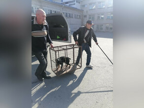 В Тынде в школу забежала собака На место выезжали правоохранители прокурор и мэр