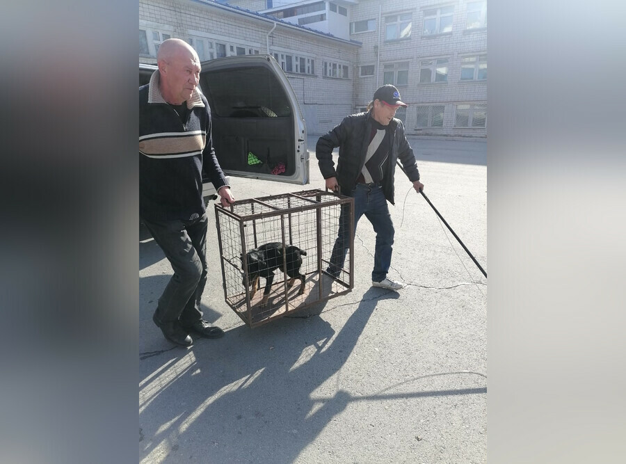 В Тынде в школу забежала собака На место выезжали правоохранители прокурор и мэр