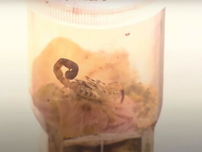 Опасных живых скорпионов нашли в посылках китайские таможенники видео