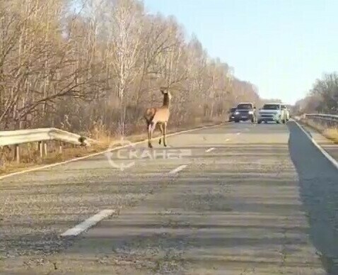 Наверное на машину кинется в Приамурье появившийся на дороге олень временно парализовал движение видео