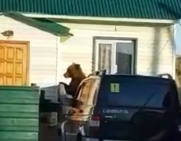 Амурчан пугают общительным медведем видео
