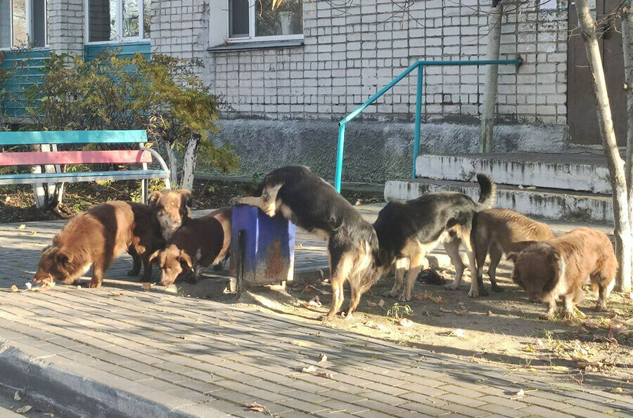 В Белогорске бездомные собаки искусали 8летнюю девочку которая решила их покормить
