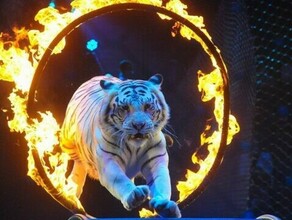 Мнения россиян о запрете на выступления животных в цирке разделились Опрос