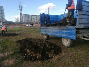 В микрорайоне Благовещенска начали высаживать маньчжурский орех и рябинолистник