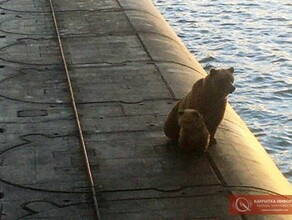 На Камчатке на подводной лодке стреляли в медведицу с медвежонком видео