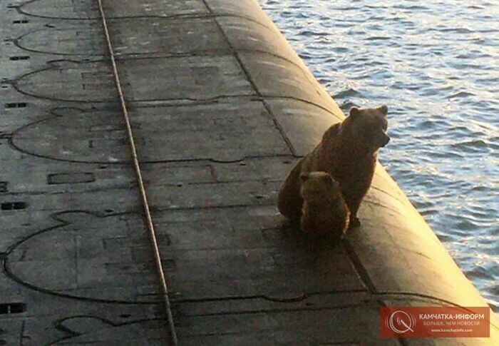 На Камчатке на подводной лодке стреляли в медведицу с медвежонком видео