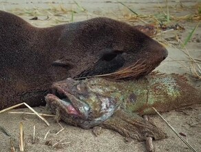 На Сахалине морской котик побил блогера рыбой видео