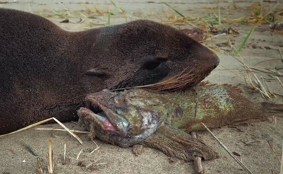 На Сахалине морской котик побил блогера рыбой видео