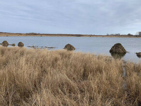 Двухуровневые домики строят ондатры к зиме у водоемов Амурской области фото