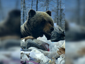 Огромного медведяшатуна застрелили на мусорном полигоне видео