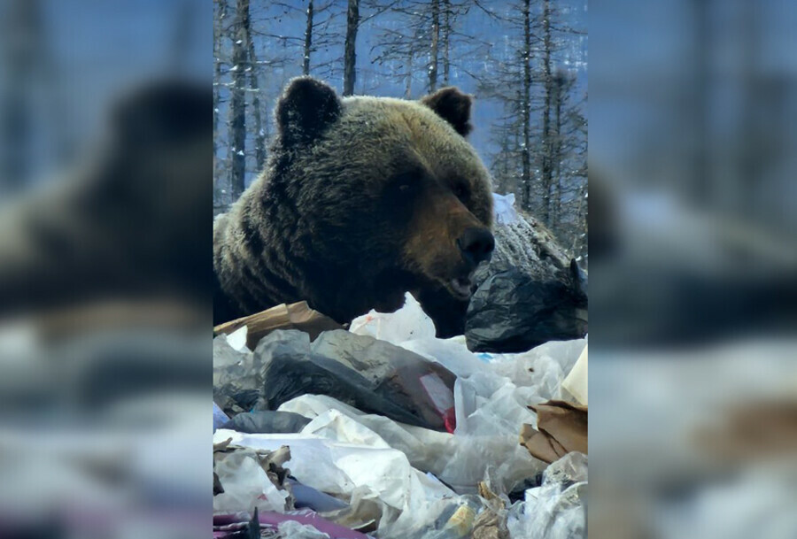 Огромного медведяшатуна застрелили на мусорном полигоне видео