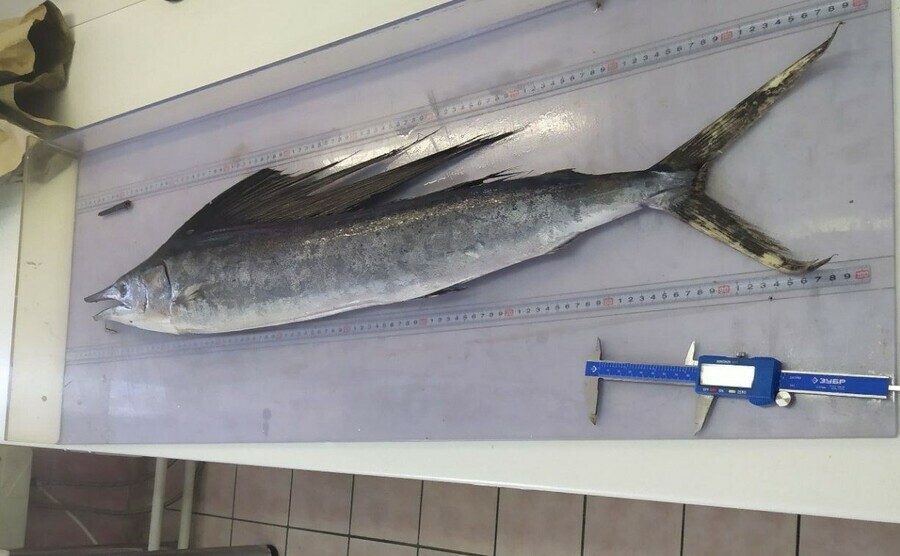 Невероятная находка тропическую рыбу с ирокезом обнаружили у берегов Курил