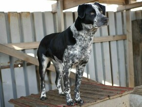 В Амурской области возьмутся за приюты для животных где собак содержат с нарушением закона