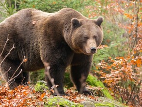 В заказниках Амурской области провели перепись медведей и начали готовиться к зиме