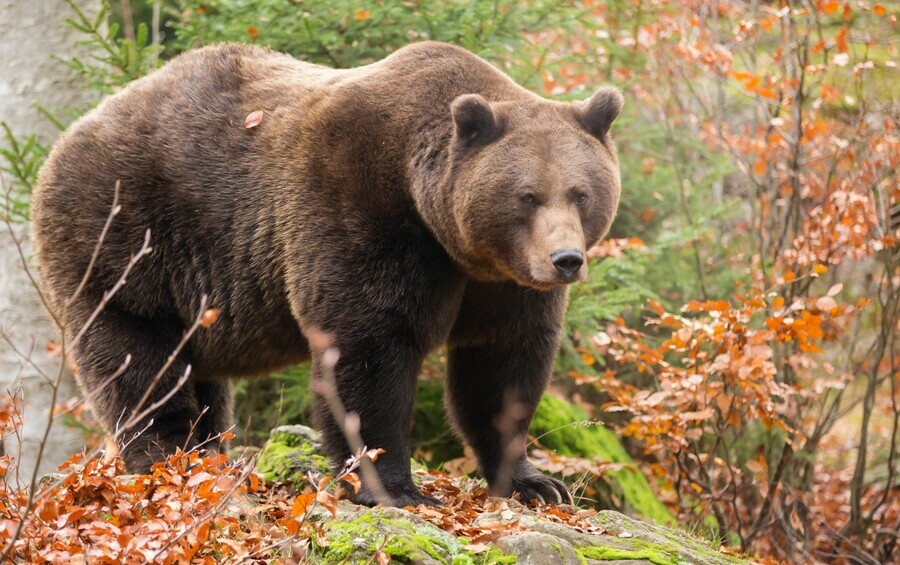 В заказниках Амурской области провели перепись медведей и начали готовиться к зиме