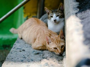 В Китае спасли сотни кошек которых хотели пустить на мясо 