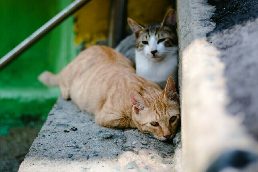 В Китае спасли сотни кошек которых хотели пустить на мясо 