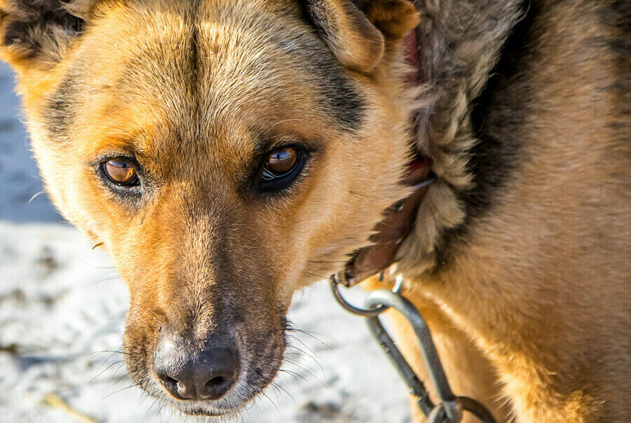 В Приамурье первые штрафы за укусы собак заплатят их владельцы