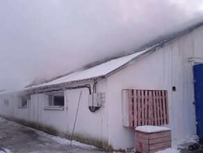 В Амурской области под утро загорелась ферма со 100 телятами видео