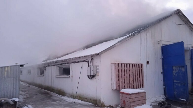 В Амурской области под утро загорелась ферма со 100 телятами видео