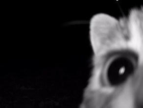 Редкий лесной кот сделал уникальное селфи в Амурской области видео