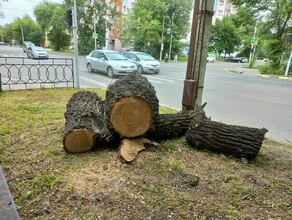 В городах и селах Амурской области спилят более 11 тысяч деревьев за 165 миллионов рублей