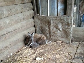 В усадьбу жителя Мазановского района забрался таежный гость