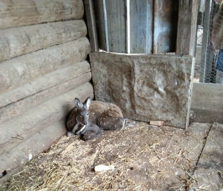 В усадьбу жителя Мазановского района забрался таежный гость