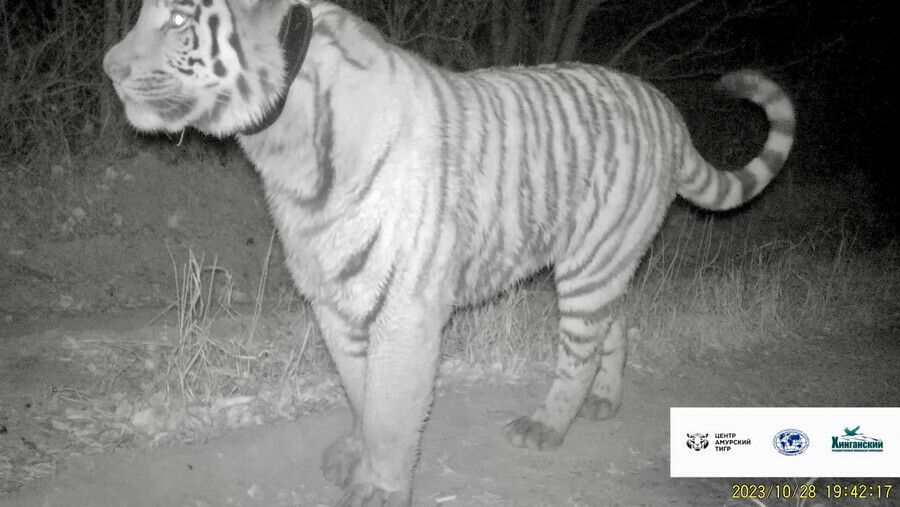 В Амурской области фотоловушка поймала тигрицу Елену с ее повзрослевшими котятами видео