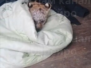 На трассе в Хабаровском крае нашли крошечного травмированного тигренка видео