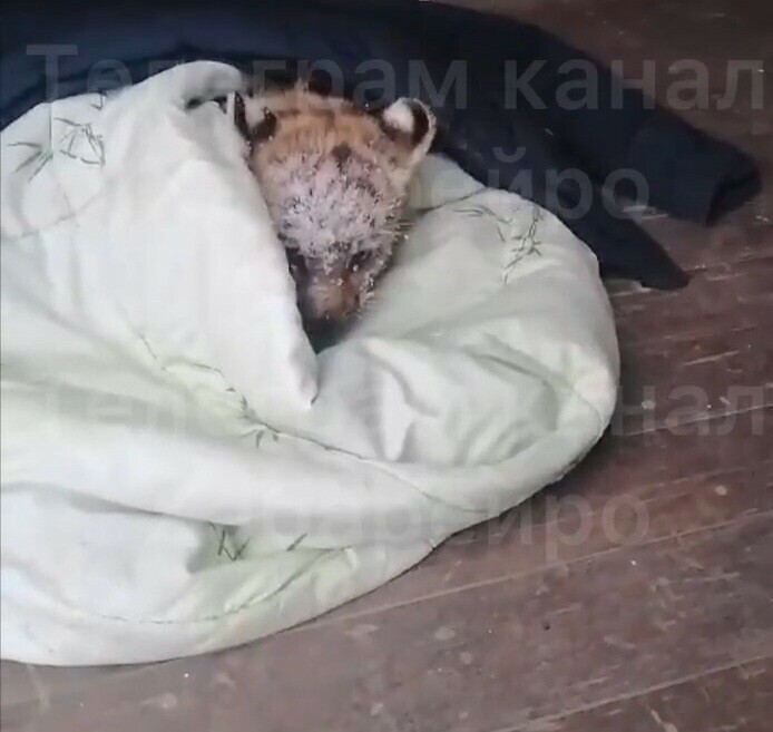 На трассе в Хабаровском крае нашли крошечного травмированного тигренка видео