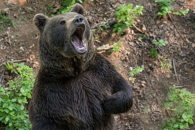 Медведя убивавшего собак вблизи Свободного застрелили охотники
