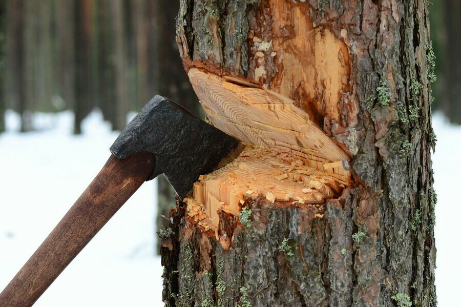 В Амурской области оштрафовали трех самовольных заготовителей дров 