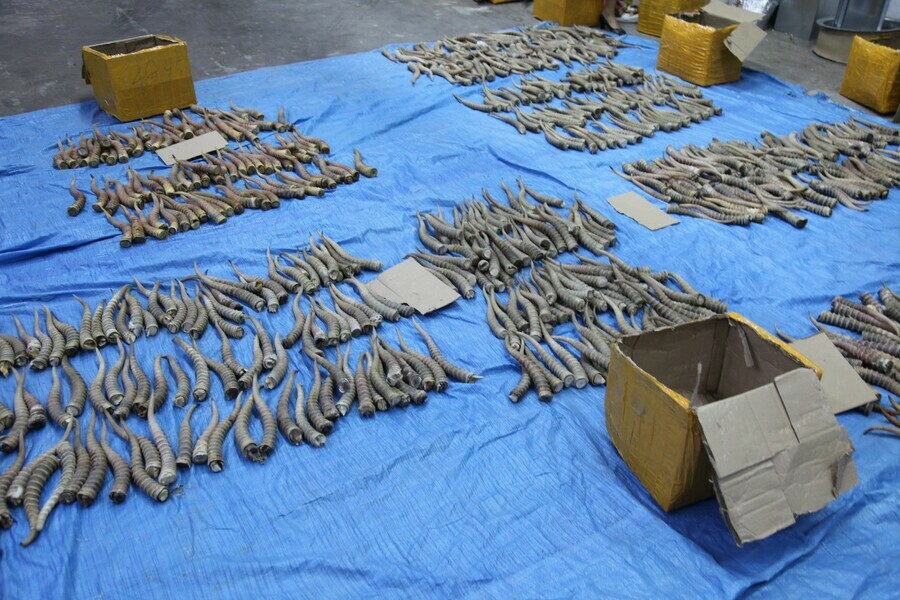 Задержаны контрабандисты которые пытались вывезти по Амуру в Китай рога сайгака и кости амурского тигра фото