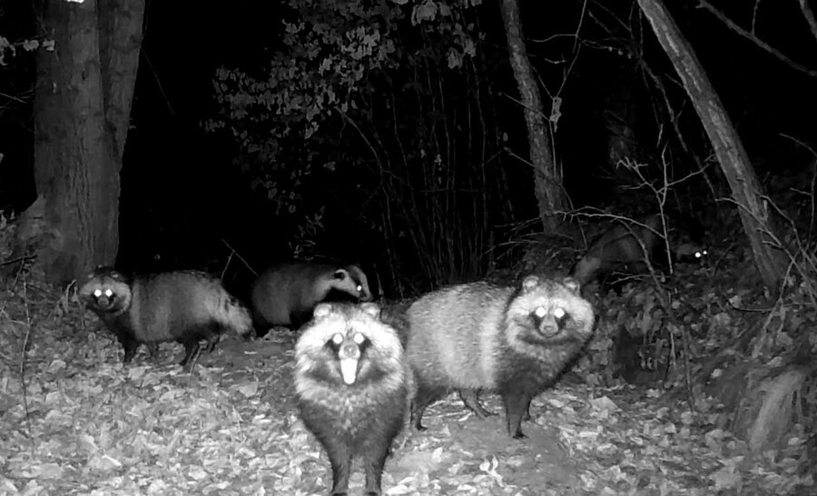 Банду из енотов и одного барсука зафиксировала фотоловушка в Амурской области