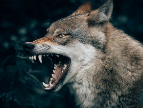Отстреливать волков в Приамурье скоро запретят А пока за это платят