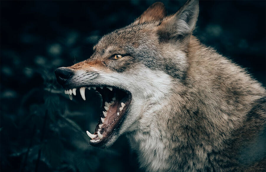 Отстреливать волков в Приамурье скоро запретят А пока за это платят