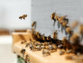Амурских аграриев обязали раньше предупреждать население и пчеловодов о планируемой обработке полей пестицидами