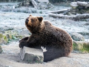 Неспящие в тайге почему в Приамурье полусонные медведи гуляют возле берлог и никак не впадут в спячку