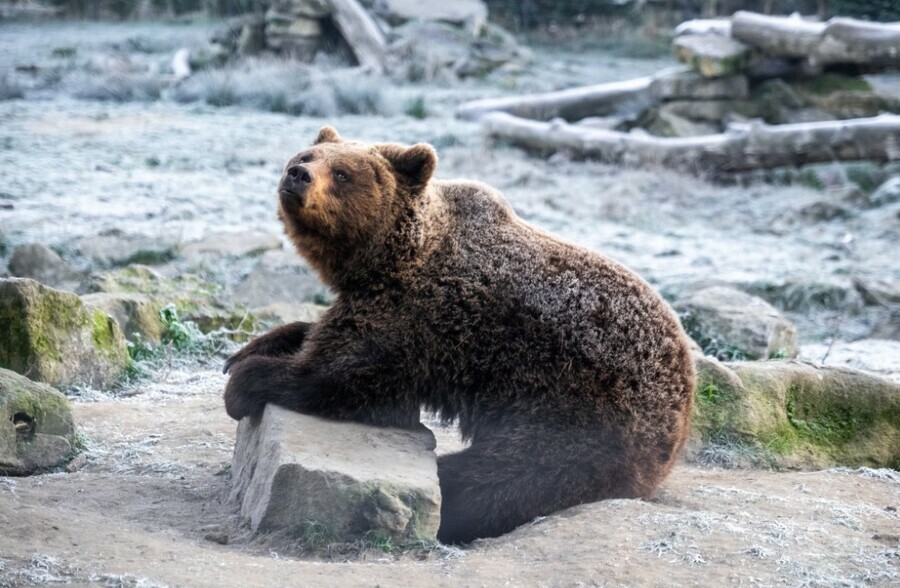 Неспящие в тайге почему в Приамурье полусонные медведи гуляют возле берлог и никак не впадут в спячку