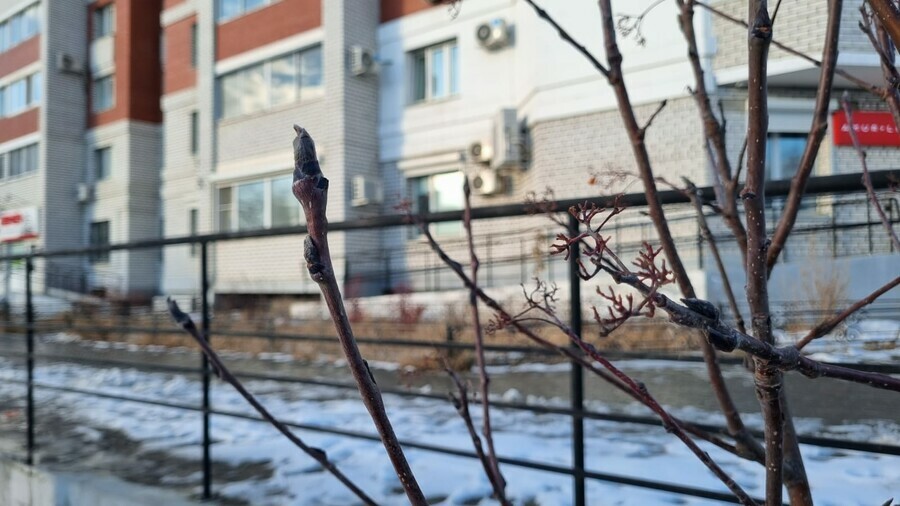 В Благовещенске в конце ноября распускаются рябины Специалисты переживают за немецкие липы