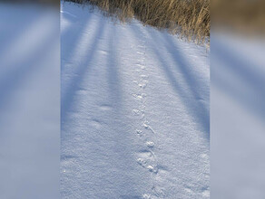 Редкие в это время следы животного увидели на снегу амурские охотоведы