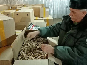 В Китай из Приамурья за год вывезли более 300 тонн корней краснокнижных лекарственных растений  