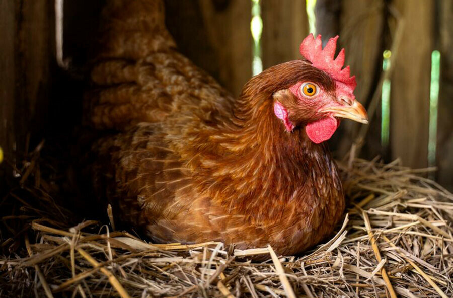 Нерентабельность и грипп причины вызвавшие резкий рост цен на мясо кур и яйца назвали производители