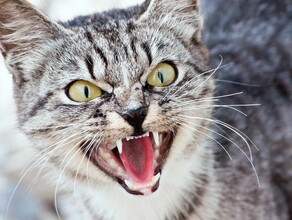 Стали известны подробности нового случая бешенства в Приамурье на хозяина напал зараженный домашний кот