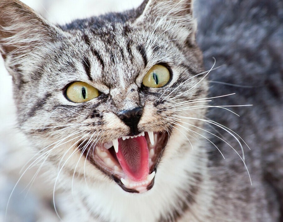 Стали известны подробности нового случая бешенства в Приамурье на хозяина напал зараженный домашний кот