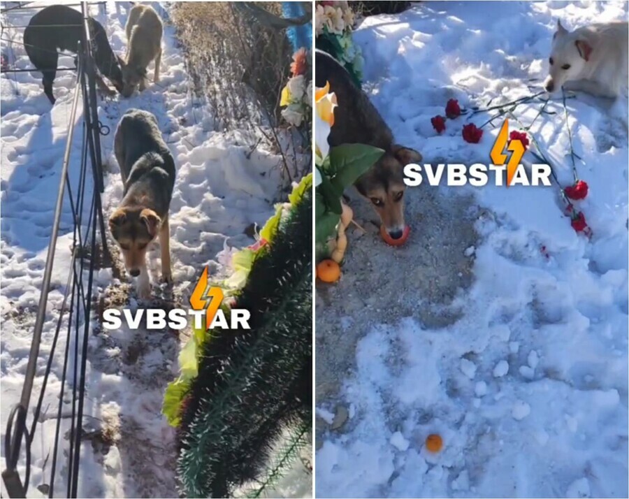 В Свободном десятки собак вывезли на кладбище на голодную смерть Горожане провели расследование